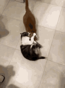 Fight Cat GIF - Fight Cat GIFs