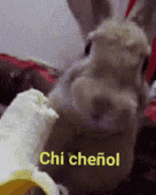 Chi Chenol Sí GIF - Chi Chenol Sí Yes GIFs
