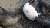 a group of seals are laying on the ground with a person standing behind them