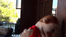 a cat wearing a red shirt is playing with another cat on a balcony