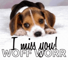 a beagle puppy is laying on a white blanket with the words `` i miss you ! woff worr '' written on it