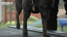 Walking Dog Cesar Millan Better Human Better Dog GIF - Walking Dog Cesar Millan Better Human Better Dog Dog On A Treadmill GIFs