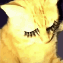 Honeycardi Cat GIF - Honeycardi Cat GIFs