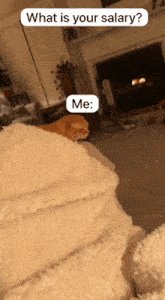 Cat Meme GIF - Cat Meme Grumpy GIFs
