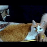 an orange and white cat is laying on a person 's lap and looking at the camera