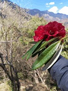 a person is holding a bunch of red flowers and leaves