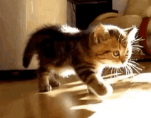 Cats Stretch GIF - Cats Stretch GIFs