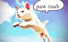 a white cat is jumping in the air with a paw tuah speech bubble behind it