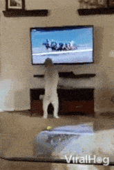 a cat is standing on its hind legs in front of a flat screen tv ..