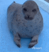 Yochan Seal GIF - Yochan Seal GIFs