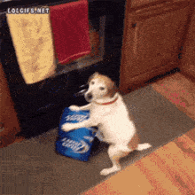 Dog Beer Thief GIF - Dog Beer Thief GIFs