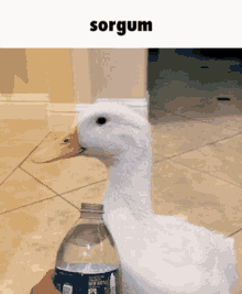 sorgum duck water gif blasted
