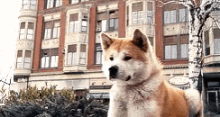 хатико пес собака акита-ину GIF - Hachiko Dog Akita GIFs