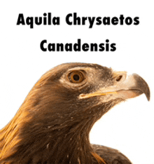 a close up of an eagle with the words aquila chrysaetos canadensis written above it