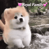 a pomeranian dog is standing in the water with a person holding it .