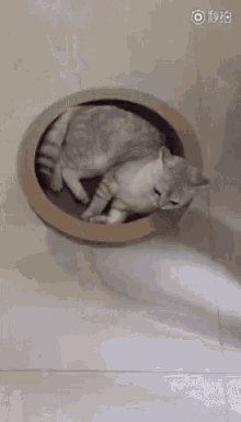 Cat Cat In A Bowl GIF - Cat Cat In A Bowl GIFs