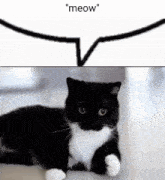 Cat Meow Cat Meow Meow Meow GIF