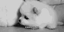 Anjing Lucu Kangen GIF - Anjinglucu Anjing Kangen GIFs