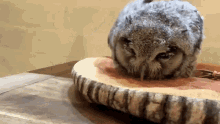 Owl Cute GIF - Owl Cute Oww GIFs