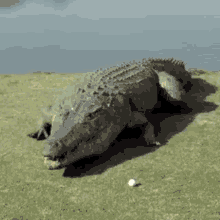 Crocs Crocodile GIF - Crocs Crocodile GIFs