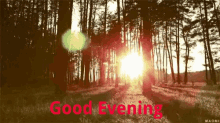 good evening sunset forest