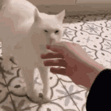Cat Fight Angry GIF - Cat Fight Angry Fighting GIFs