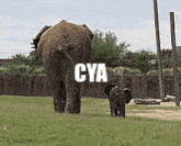 veramesi cya elephant bye