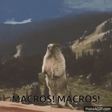 Macros Macros GIF - Macros Macros GIFs