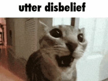 a cat is looking at the camera with the words utter disbelief above it .