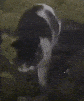 Gister Cat GIF - Gister Cat Cat Dance GIFs
