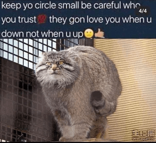 Cat Meme GIF - Cat Meme Keep yo circle smol - Discover & Share GIFs