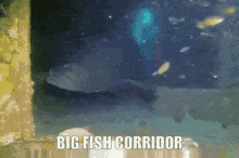 Bigfish GIF