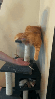 Funny Cats GIF - Funny Cats High Five GIFs