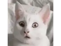 a white cat with a surprised look on its face is laying down on a bed .