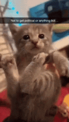 Cat Cat Air Biscuit GIF - Cat Cat Air Biscuit Cat Biscuit GIFs