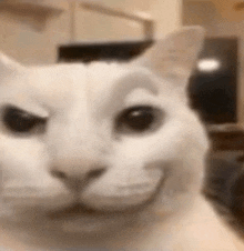 a close up of a white cat 's face with a smiling face .