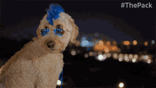 Walk Away The Pack GIF - Walk Away The Pack Dog With Glasses GIFs