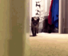 Cat Cat Chase GIF - Cat Cat Chase Chat GIFs