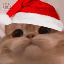 the cat is wearing a santa hat and looking at the camera .