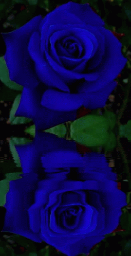 Flowers For GIF - Flowers For Her - Discover & Share GIFs