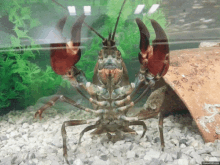 Crawfish Crayfish Crawdad Crawdaddy GIF
