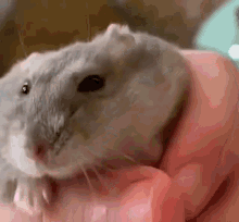 Hamsterflat GIF - Hamsterflat GIFs