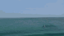 Dolphin Jump GIF