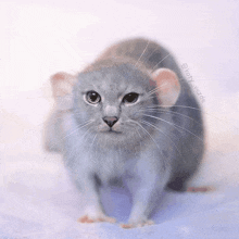 a cat that looks like a mouse with large ears is sitting on a bed .
