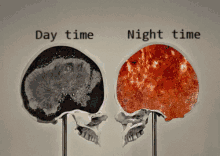 Cerveau GIF - Cerveau Day And Night Brain GIFs