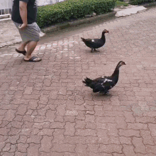 entog ngentog ducking duck lord kung king kang chicken