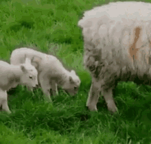 Sheep Lamb GIF - Sheep Lamb Poop GIFs