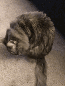 Cute Cat GIF - Cute Cat Scratch GIFs