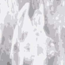 White GIF - White GIFs