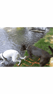 pitbull pitt dog water bulloxer